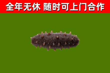 新乡回收海参干